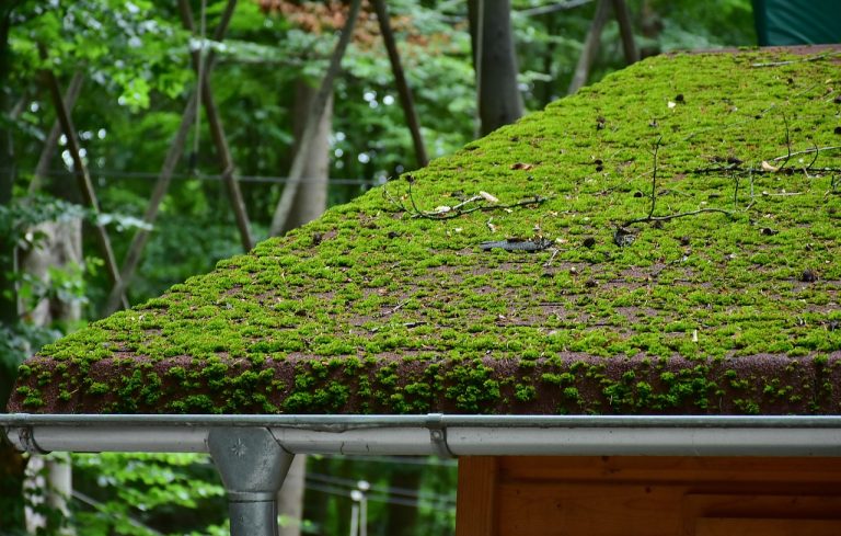 Antimousse pour toiture : Éliminez les mousses et les lichens